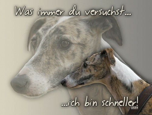 Galgo español hundewarnschild - galgo,