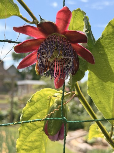 20x frische passiflora alata - 20x,