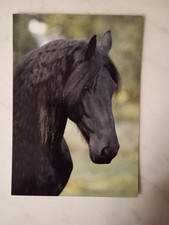 Pferdepostkarte