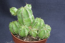 Euphorbia echinus, Gruppe