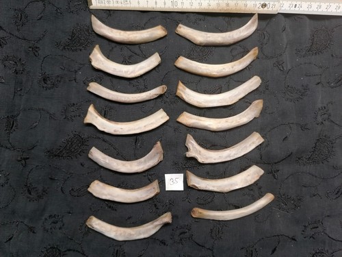 Echte tier knochen hexen - tier,