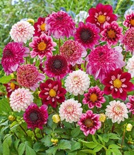 BALDUR Garten Dahlien-Mix