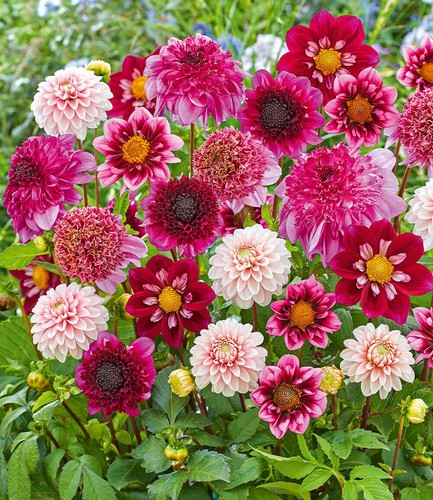 Baldur garten dahlien mix - garten, dahlien-mix