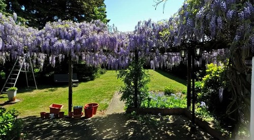 Samen blauregen - blauregen, (chin.)