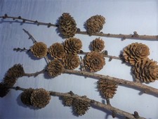 5 Lärchenzweige, 10- 30cm, Lärchenzapfen, Floristik, Advent, Weihnachten