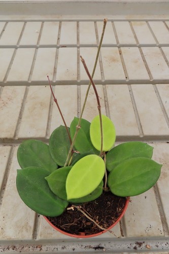 Wachsblume hoya - wachsblume,