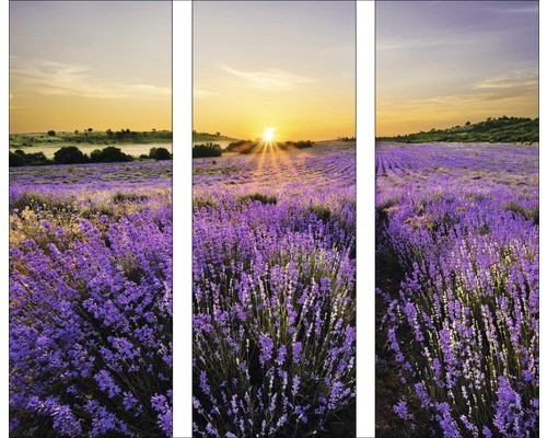 Glasbild beautiful lavendel - glasbild,