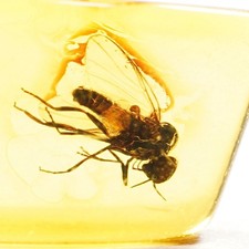 Baltischer Natur Bernstein