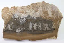 Stromatolithe, Cotham Marble, Trias, Rhaet, Penarth Group, Somerset, UK-c770