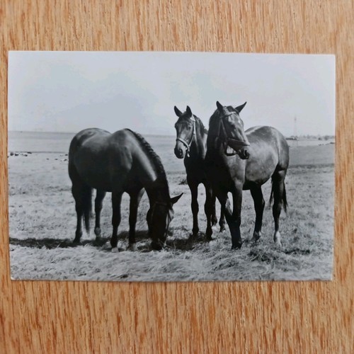 2156 postkarte pferde echt - pferde,,