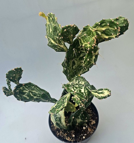 Schöner kräftiger opuntia - schöner,