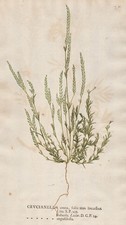 Crucianella angustifolia