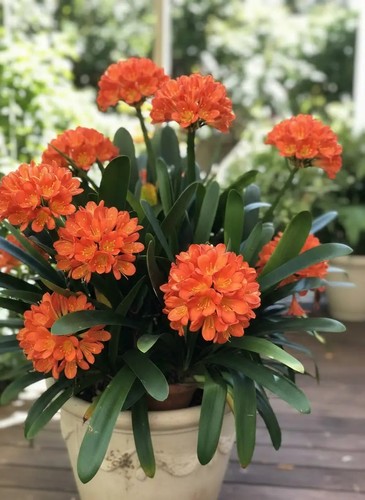 Bs1467gf growing clivia - bs1467gf,
