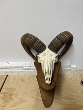 Mufflon Schädel Mit Hörnern