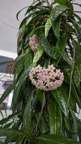Hoya pubicalyx splash - hoya, ‘splash’