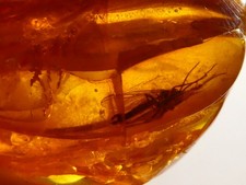 Bernstein Inkluse Insekt