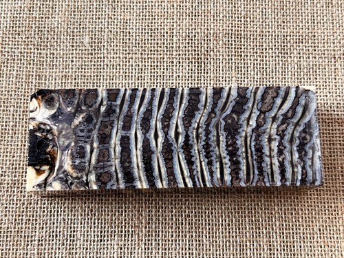 Olir fossil natur griffschalen - fossil,