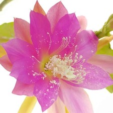 Epiphyllum - Blattkaktus  'Irena Paetz' -  Steckling / Ableger - 36 cm lang