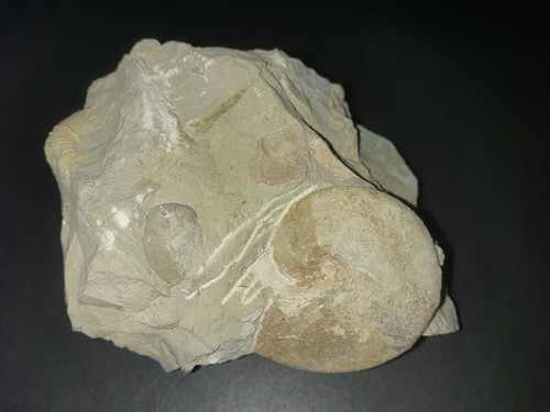 Versteinerte schnecke fossil - versteinerte,