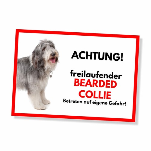 Bearded collie freilaufender - bearded,