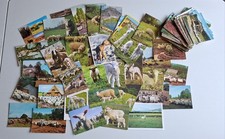 100 Postkarten Motiv Schafe