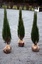 Wacholder Juniperus scopulorum Blue Arrow 125-150 cm im Container oder m. Ballen