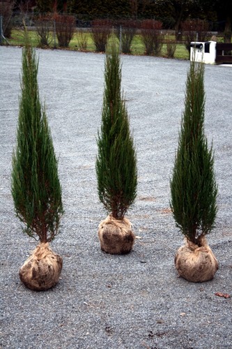 Wacholder juniperus scopulorum - wacholder,