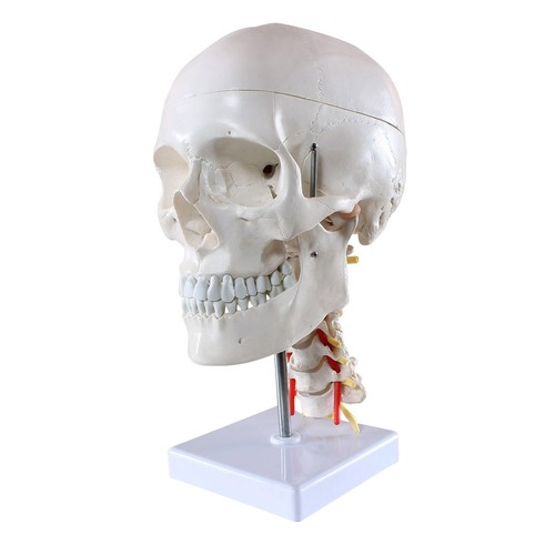 Schädel anatomie modell - schädel,