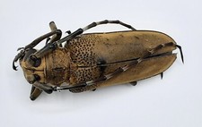 Cerambycidae, Apriona