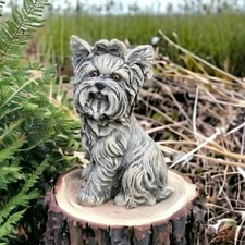 Süßer yorkshire terrier - yorkshire,