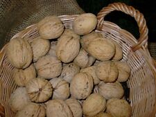 Chandler Walnuss sehr hoher Ertrag selbstfruchtbar große Früchte wohlschmeckend