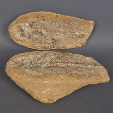 Antike Fossile Stein Fisch Platte Geschnitten Paar Nodule Selten Aus Sammlung