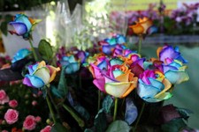 30 Samen REGENBOGENROSE -