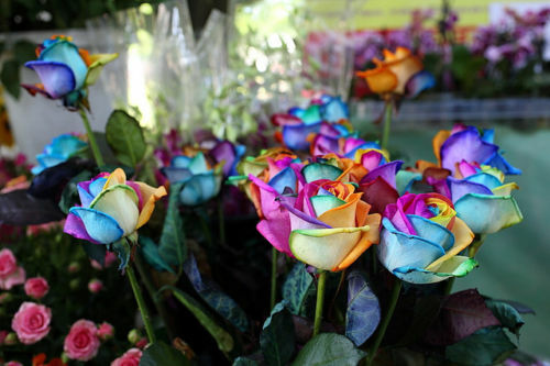 Samen regenbogenrose - 30,