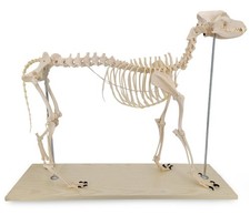Großes Hundeskelett Anatomie Modell Länge ca 100cm Ganzkörper auf Stativ
