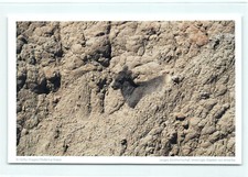 1 AK Dickhornschaf Schaf