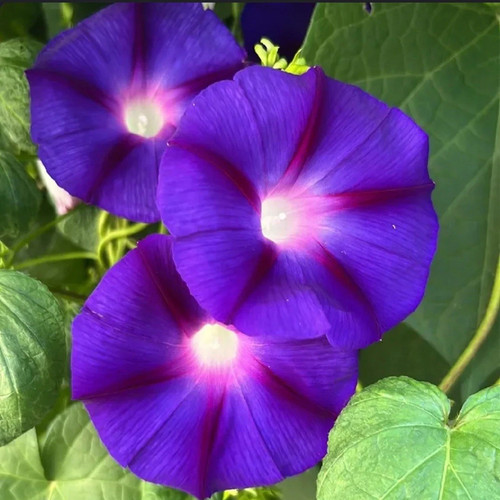 Ipomoea prunkwinde - 20,