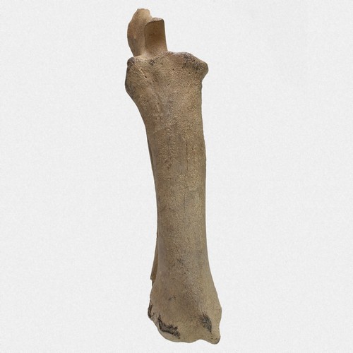 Unterarm speiche elle bison - unterarm,