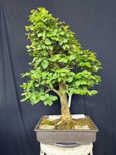 Hainbuche Bonsai Prebonsai