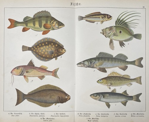 Antike grafik fauna fische - fauna:,