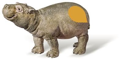 Tiptoi flusspferd kalb - tiptoi®,