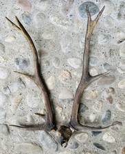 Hirschgeweih Abwurfstangen