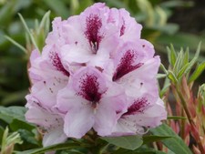 Rhododendron Hybride