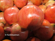 Punica granatum 'Acco'-