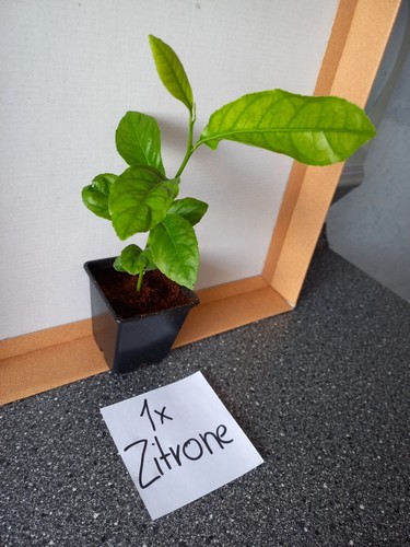 Drachenfrucht und zitronenbaum - drachenfrucht,