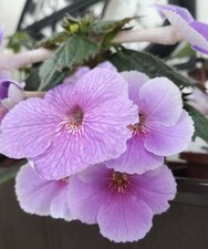 Achimenes Charles Martel, 2 Rhizome