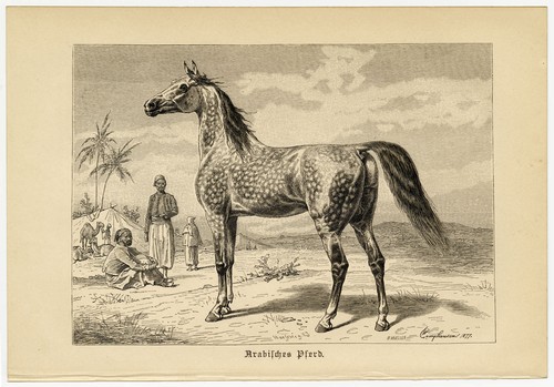 Arabisches pferd araber hengst - araber,