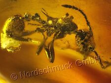 Natur Bernstein Inkluse