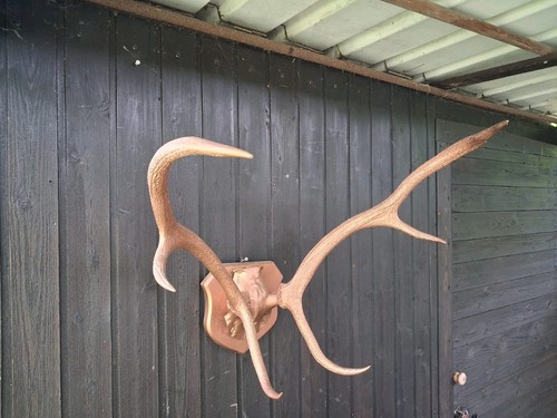 Deko geweih auf - geweih,
