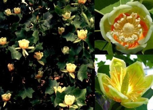 Tulpenbaum stecklinge - tulpenbaum,